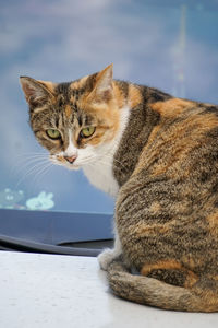 pet