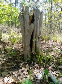 Tree trunk on field in forest