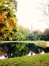 Reflection of trees in water