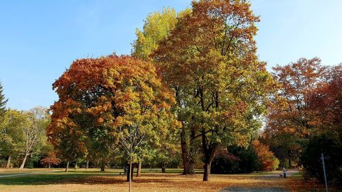 Trees in park against sky during autumn