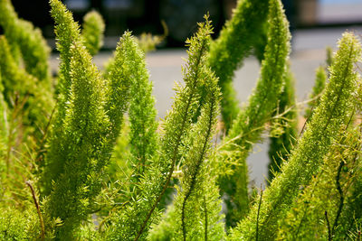 Close-up of plants growing on field