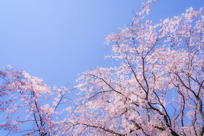 Low angle view of cherry blossoms against blue sky