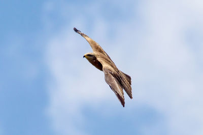 Low angle view of eagle flying against sky