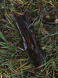 High angle view of lizard on grass