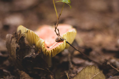 Close-up of dry flower