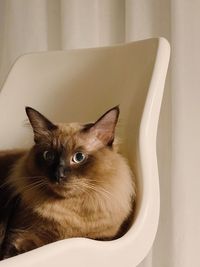 Close-up portrait of a cat sitting at home