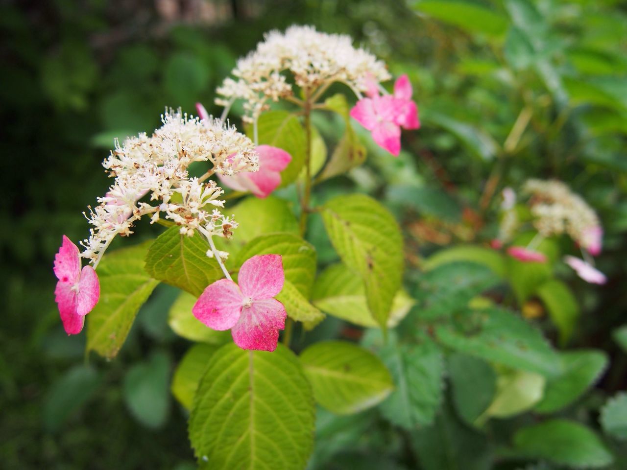 flower, freshness, growth, fragility, beauty in nature, petal, pink color, focus on foreground, close-up, nature, plant, blooming, leaf, flower head, in bloom, blossom, green color, day, outdoors, park - man made space