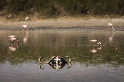 Ducks in a lake