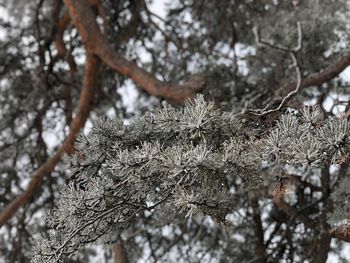 Low angle view of frozen pine tree during winter