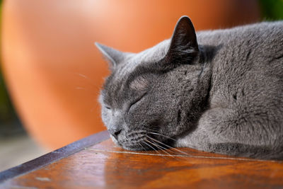 Close-up of sleeping cat