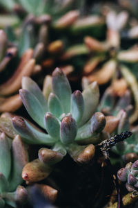 Close-up of plant