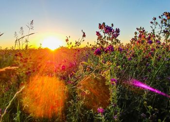 Plants growing on field against sky during sunset