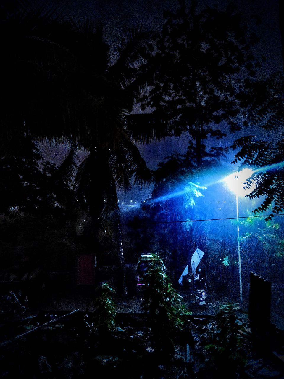 SILHOUETTE TREES AGAINST ILLUMINATED STAR FIELD