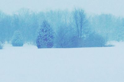 Bare trees on snow covered landscape