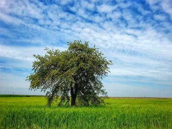 Tree and crops growing on agricultural field against sky