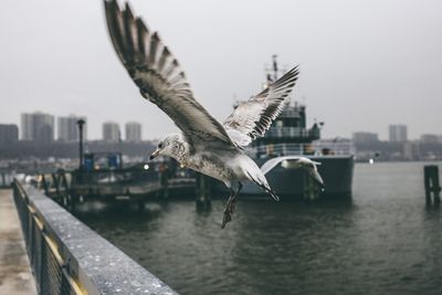 Close-up of seagull flying over river against cityscape