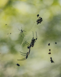 Close-up of spider on web