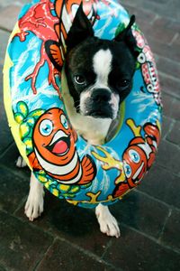 High angle portrait of boston terrier with inflatable ring