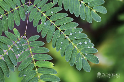 Close-up of wet plant leaves during rainy season