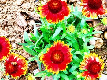 High angle view of flowers blooming outdoors