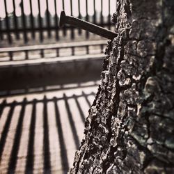 Close-up of plant against blurred background