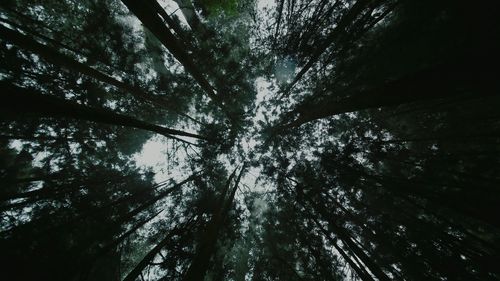 Low angle view of trees