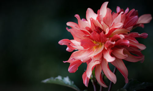 Close-up of red flower blooming outdoors