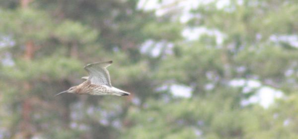 Close-up of bird