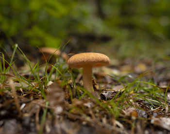 Close-up of mushroom growing in forest