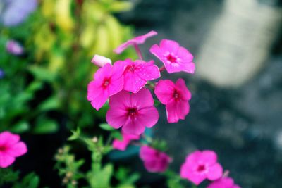 Close-up of pink flowering plant