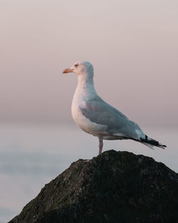 Low angle view of seagull perching on rock against clear sky