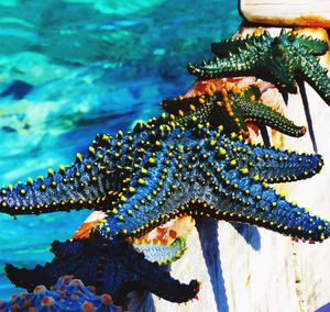 Close-up of starfish on railing by sea