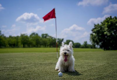 Dog standing on field