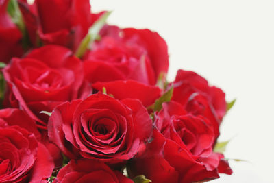 Close-up of red roses against white background