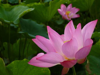 Close-up of pink lotus water lily