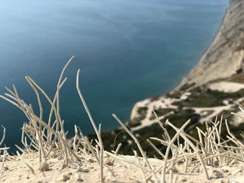 Close-up of grass on lakeshore