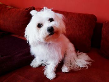 Portrait of dog relaxing on sofa