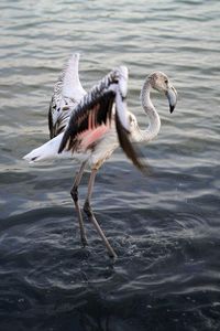 Duck swimming in lake