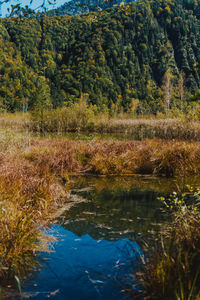 Scenic view of lake in forest