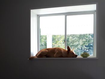 Dog looking through window at home