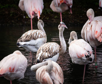 Young flamingos in a lake