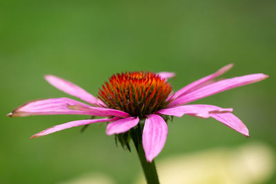 Close-up of pink flower