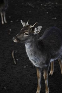 Deer standing on field