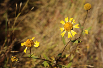 Close-up of yellow flowering plant on field