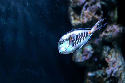 Fish swimming in sea