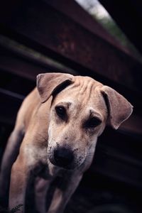 Close-up portrait of dog