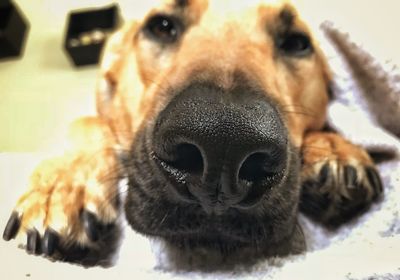 Close-up portrait of dog relaxing at home