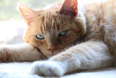 Close-up portrait of cat lying