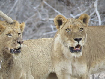 Close-up portrait of lion