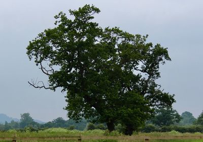 Tree on field against clear sky